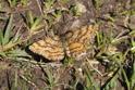 Ematurga atomaria (Common Heath).JPG